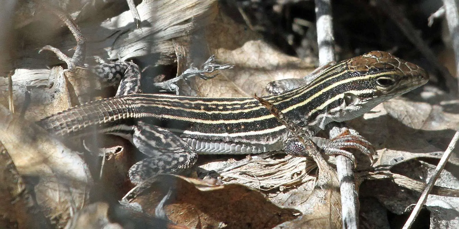 Lesbian Lizards: How the New Mexico Whiptail Became a Queer Icon